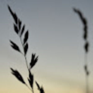 Meet your Posher, Jackson